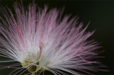 1740993568885398.jpg DSC_5286.JPG