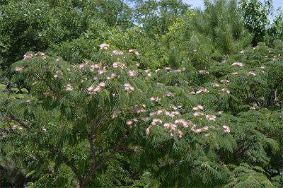 1740993573559774.jpg DSC_6327.JPG