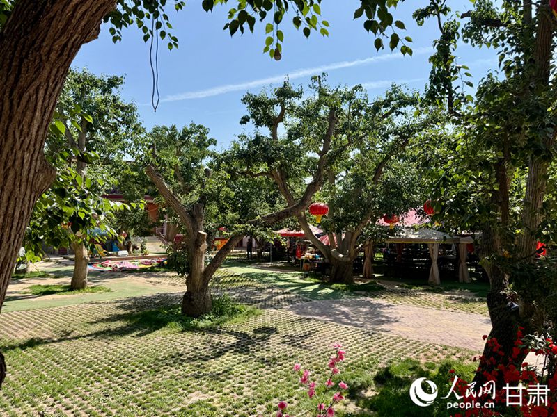 什川古梨園。人民網(wǎng)記者 焦隆攝