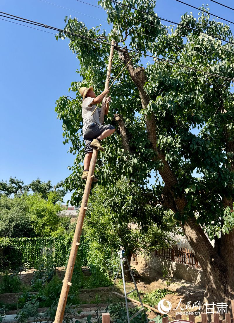 什川古梨園果農(nóng)魏至玉正踩著蜈蚣梯修剪自家的百年梨樹。人民網(wǎng)記者 焦隆攝