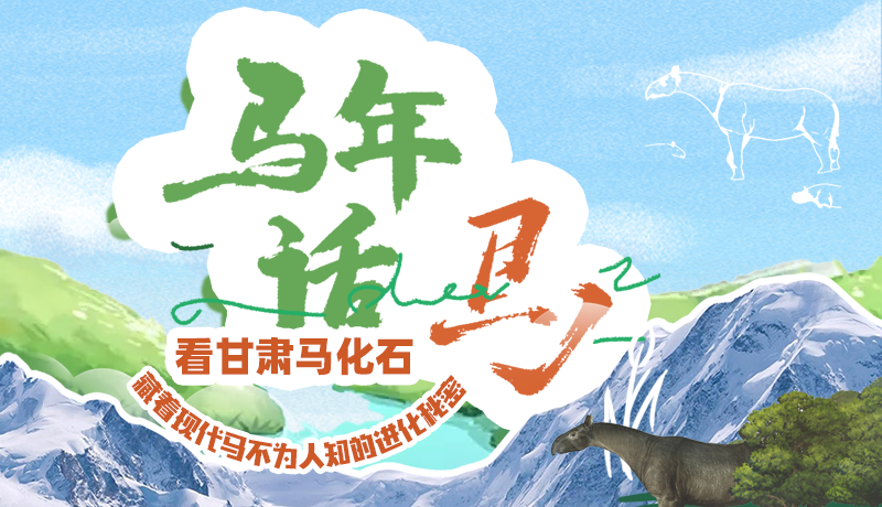 馬年話馬|看甘肅馬化石 藏著現(xiàn)代馬不為人知的進化秘密