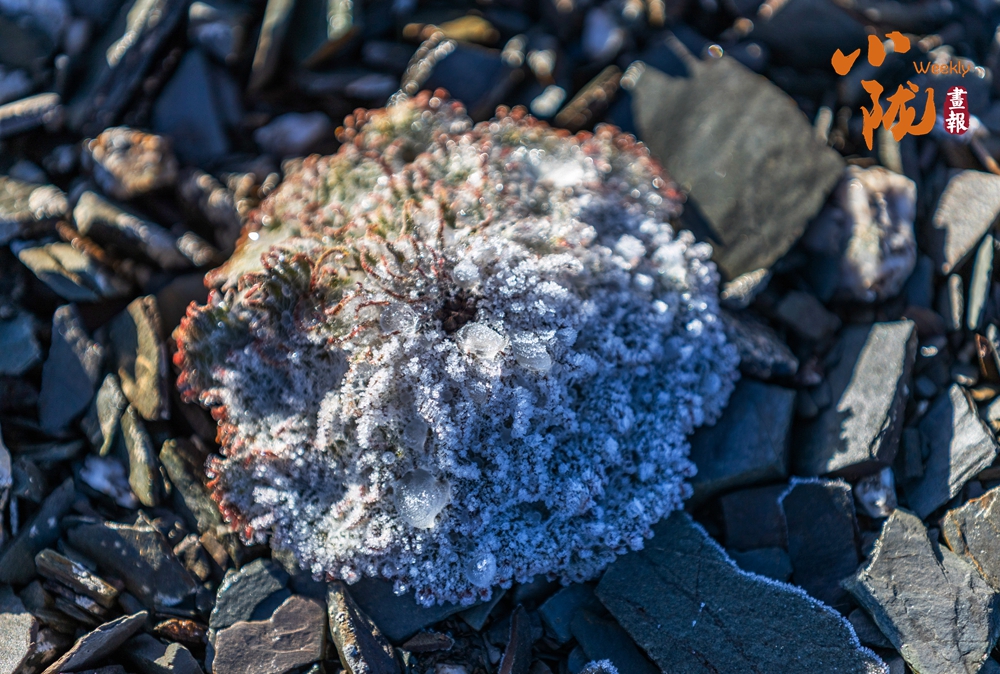 【小隴畫報(bào)·476期】張掖：植物無聲息 生命有回響