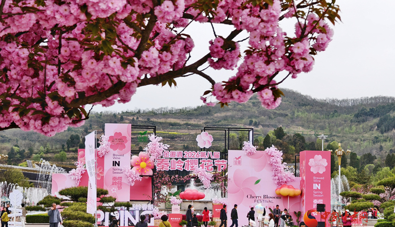 圖集｜“櫻”你而美，共赴金徽春日之約