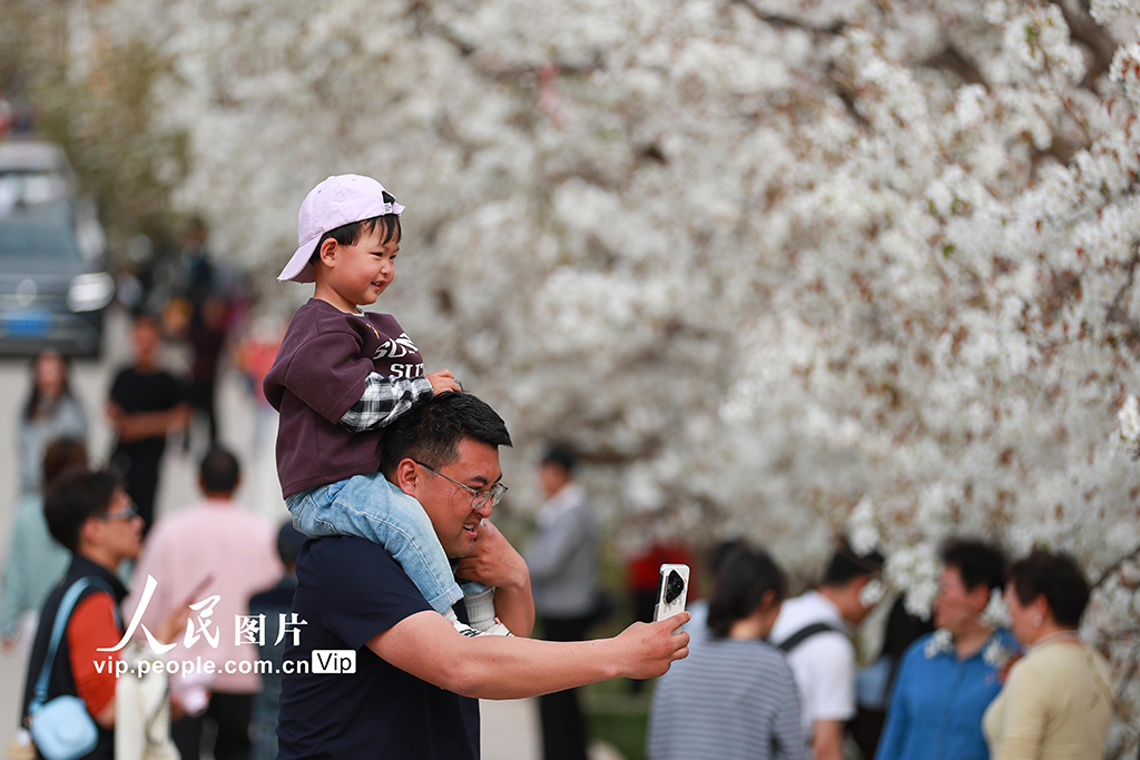 甘肅皋蘭:萬(wàn)畝梨花綻放 農(nóng)旅興旺促振興