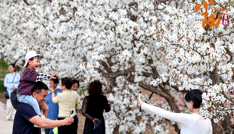 【小隴畫報·483期】皋蘭：梨花成雪，半園春秋半園詩